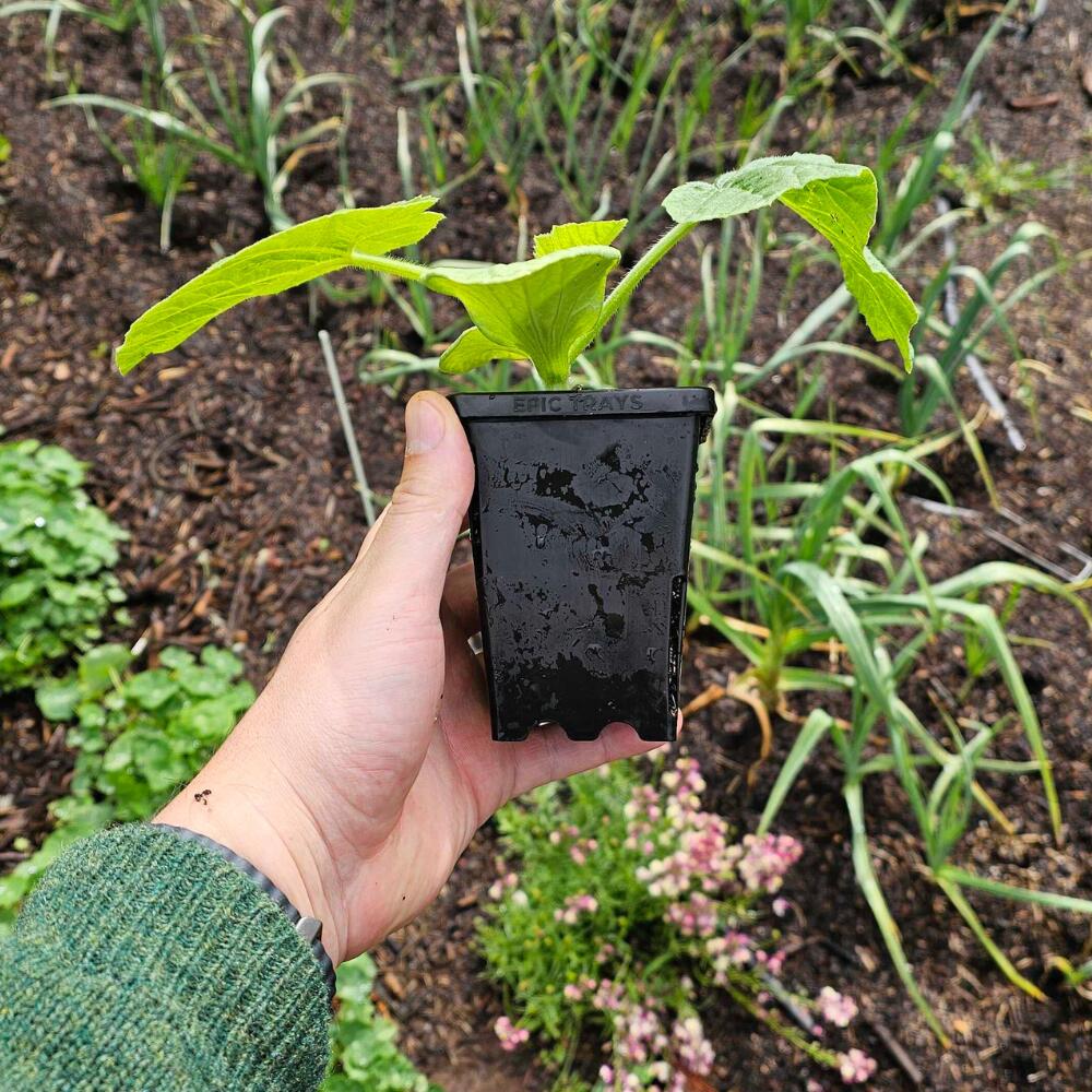 Epic 3” Cube Pot - Image 2