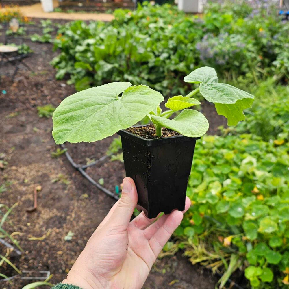 Epic 3” Cube Pot - Image 3