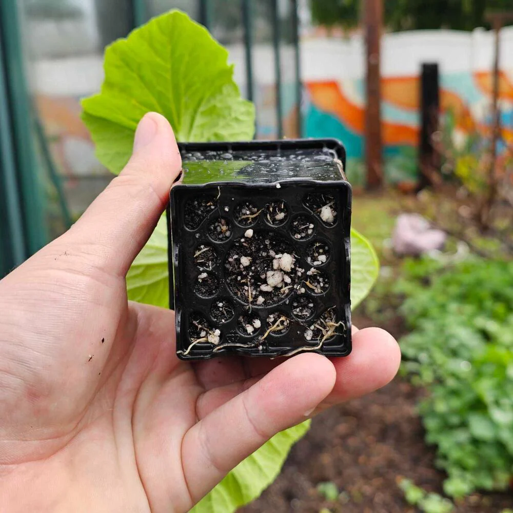 Epic 3” Cube Pot - Image 4