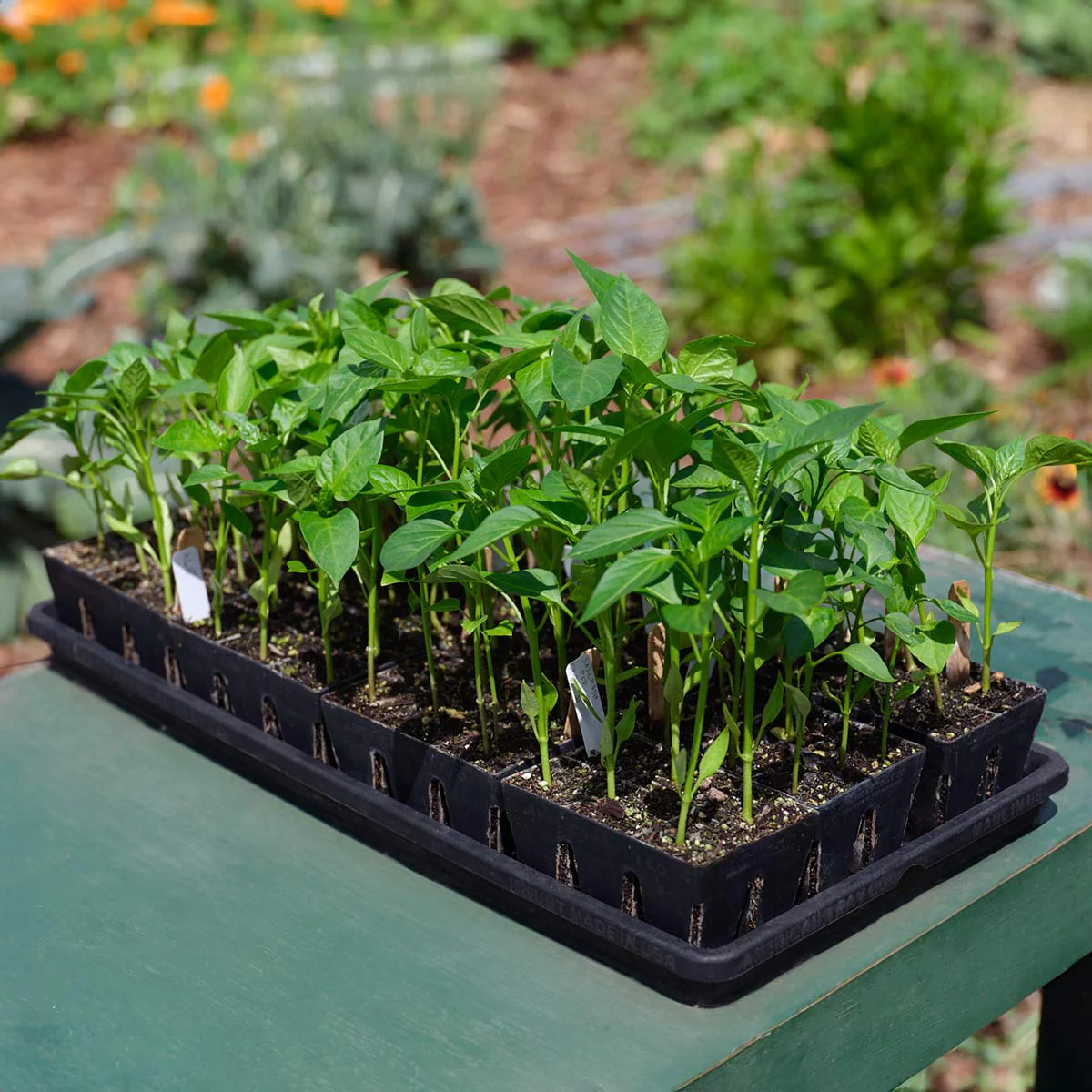 The Essential Seed Starting Kit - Image 8