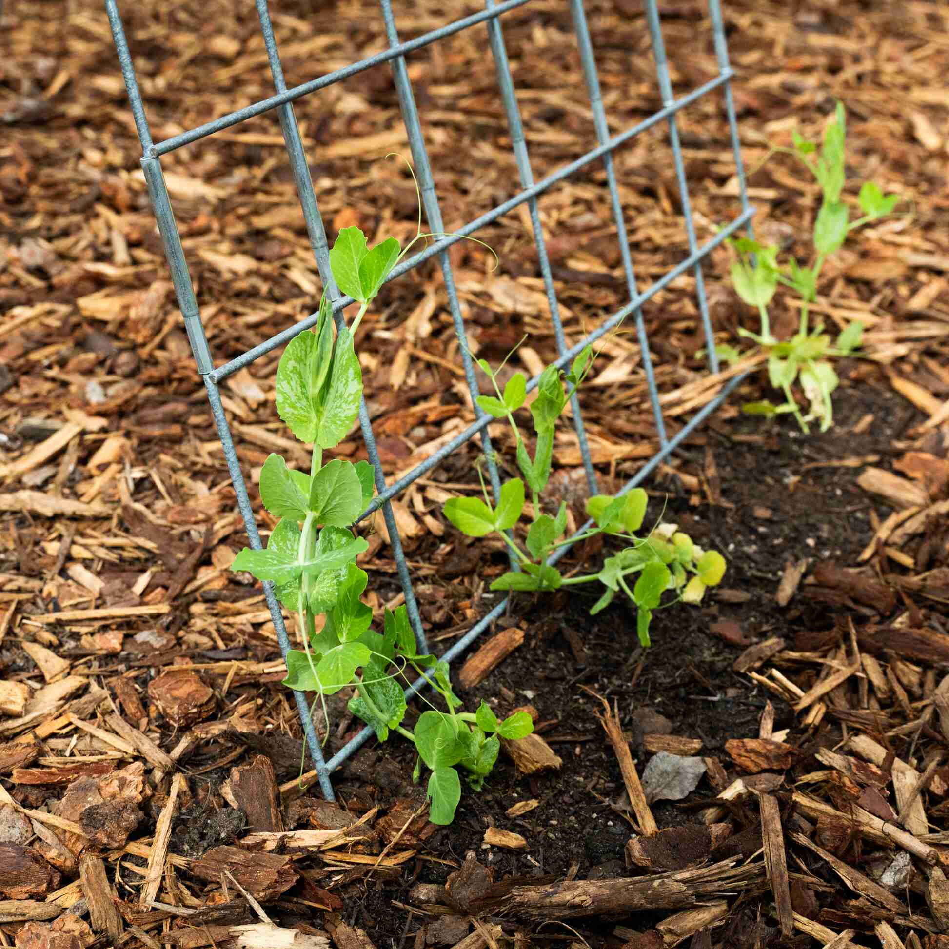 Folding A-Frame Trellis Support For Plants - Image 6