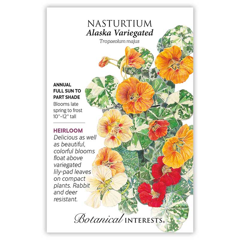 Alaska Variegated Nasturtium Seeds - Image 3