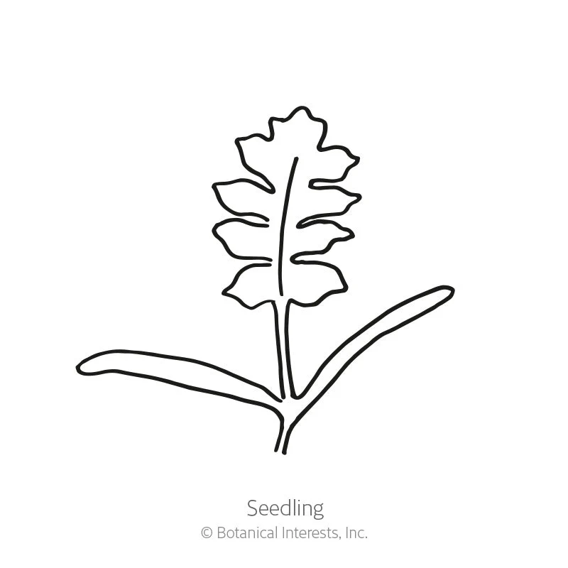 Amazing Grey Corn Poppy Seeds - Image 2