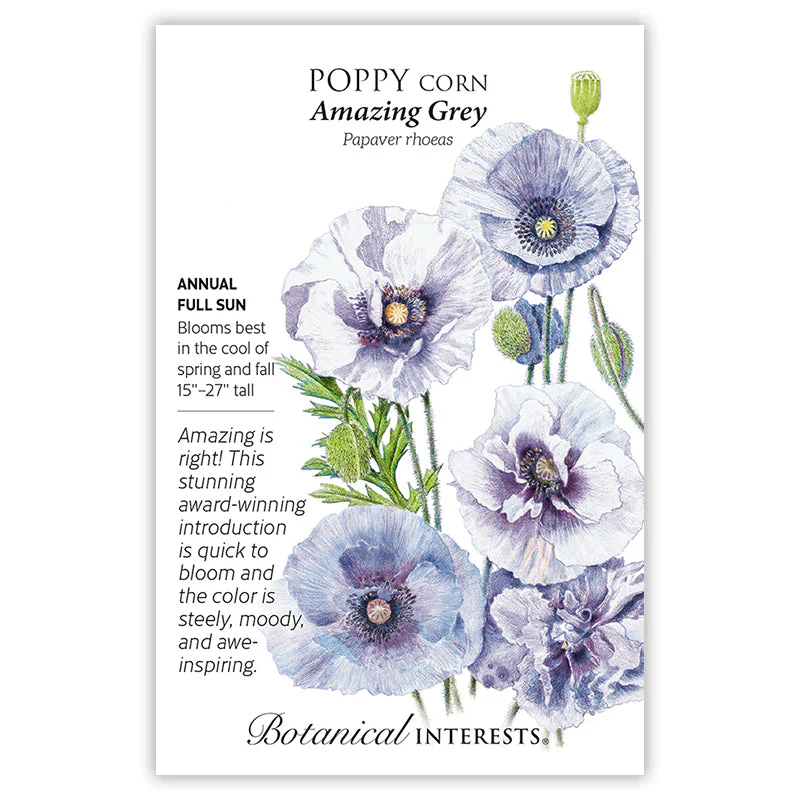 Amazing Grey Corn Poppy Seeds - Image 3