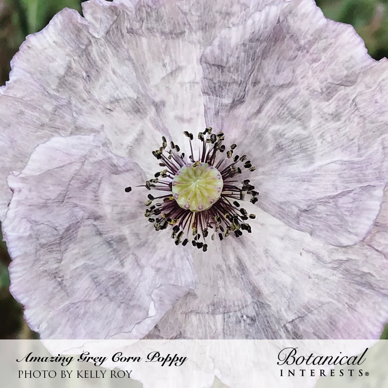 Amazing Grey Corn Poppy Seeds - Image 4