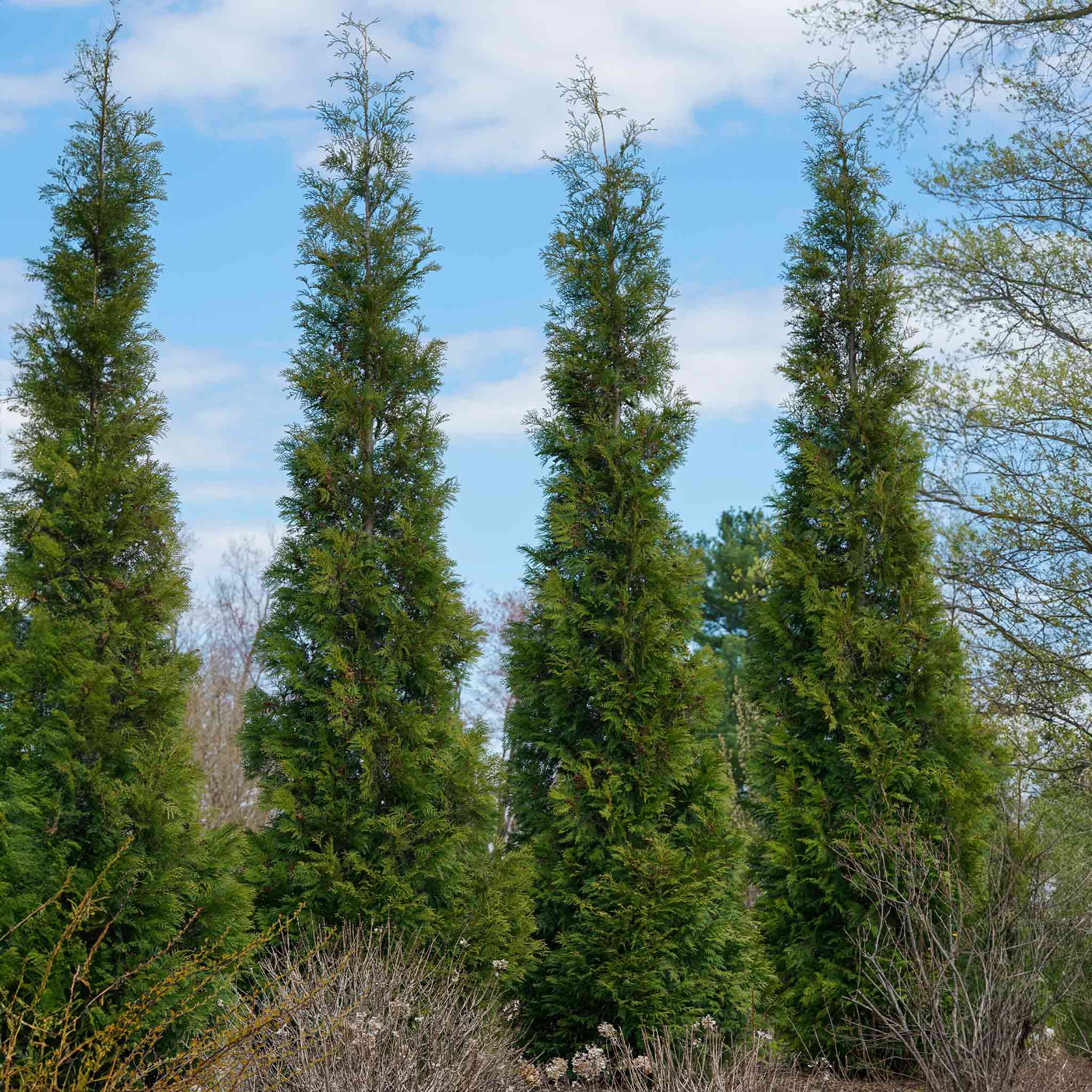 American Pillar Thuja - Image 2