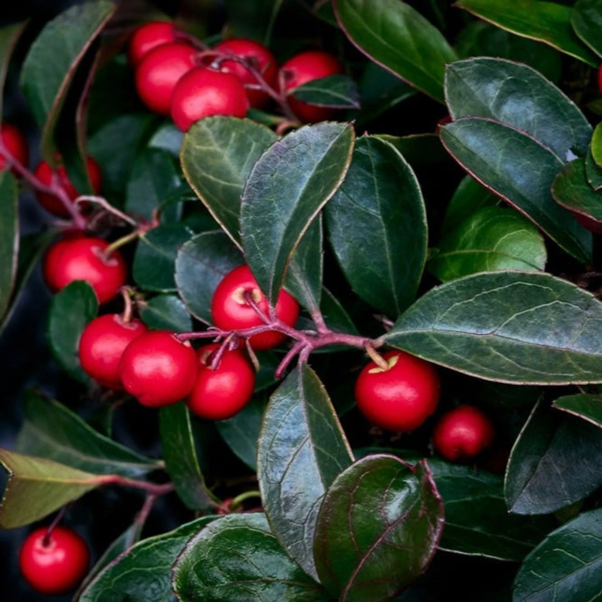American Wintergreen - Image 3
