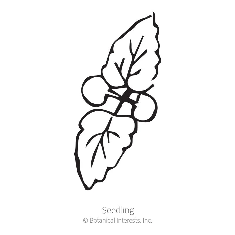 Anise Hyssop Seeds - Image 2