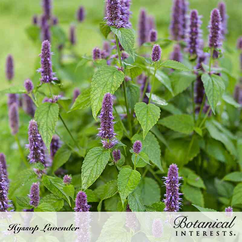 Anise Hyssop Seeds - Image 5
