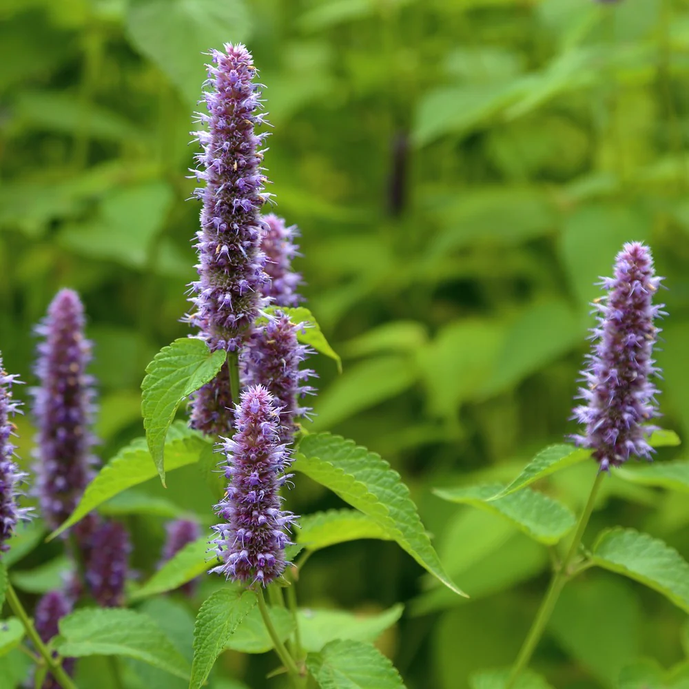 Anise Hyssop Seeds - Image 6