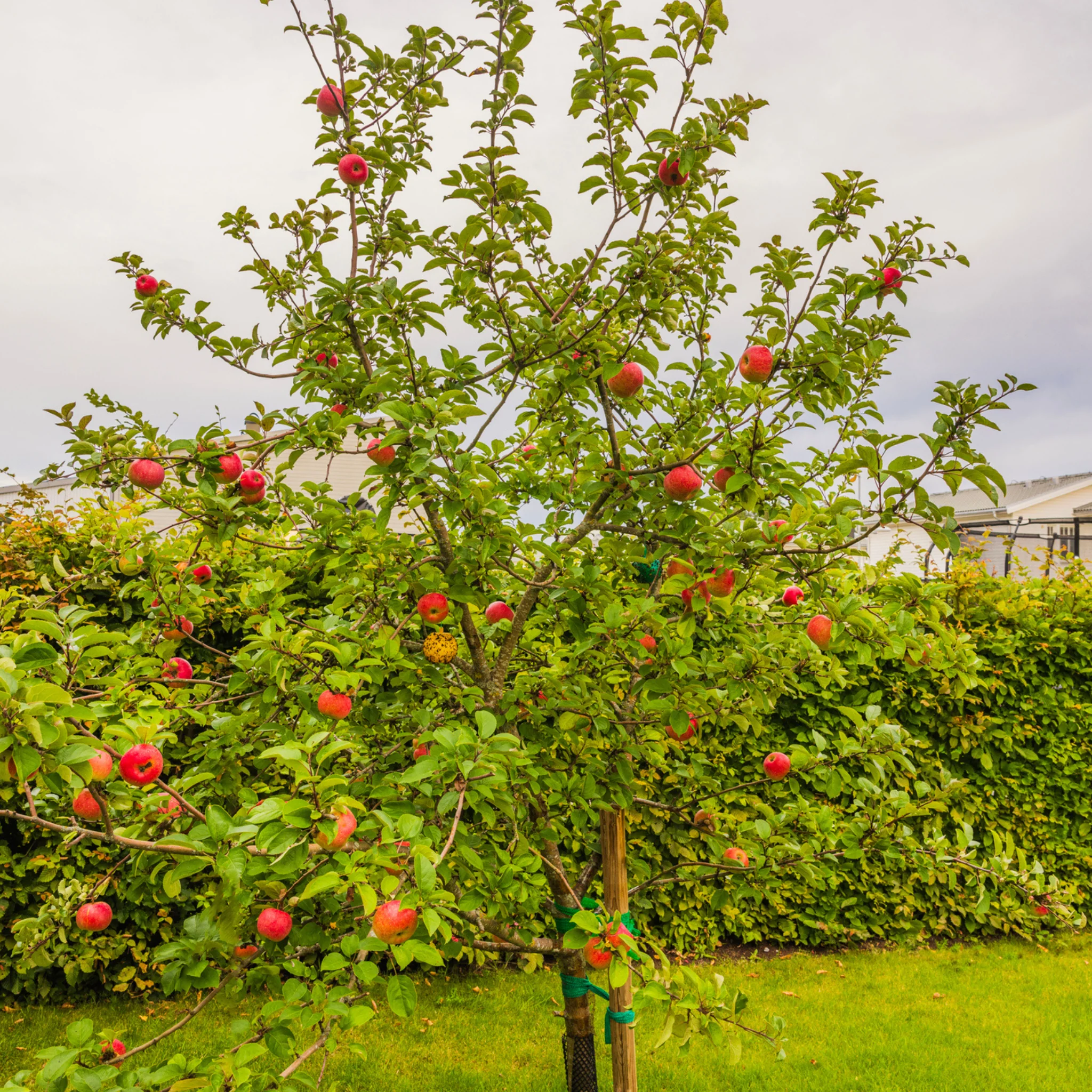 Apple Orchard