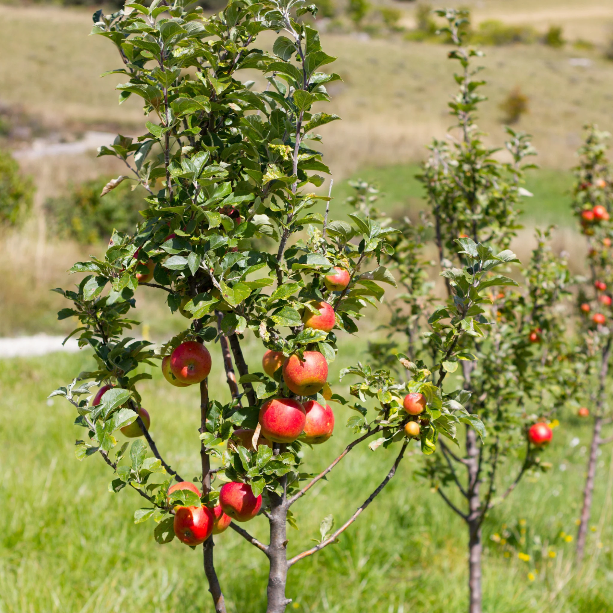 Apple Orchard - Image 2