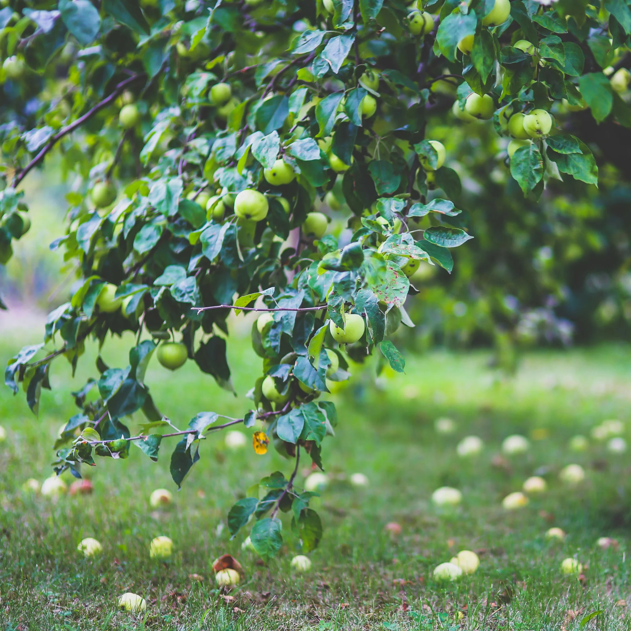 Apple Orchard - Image 3