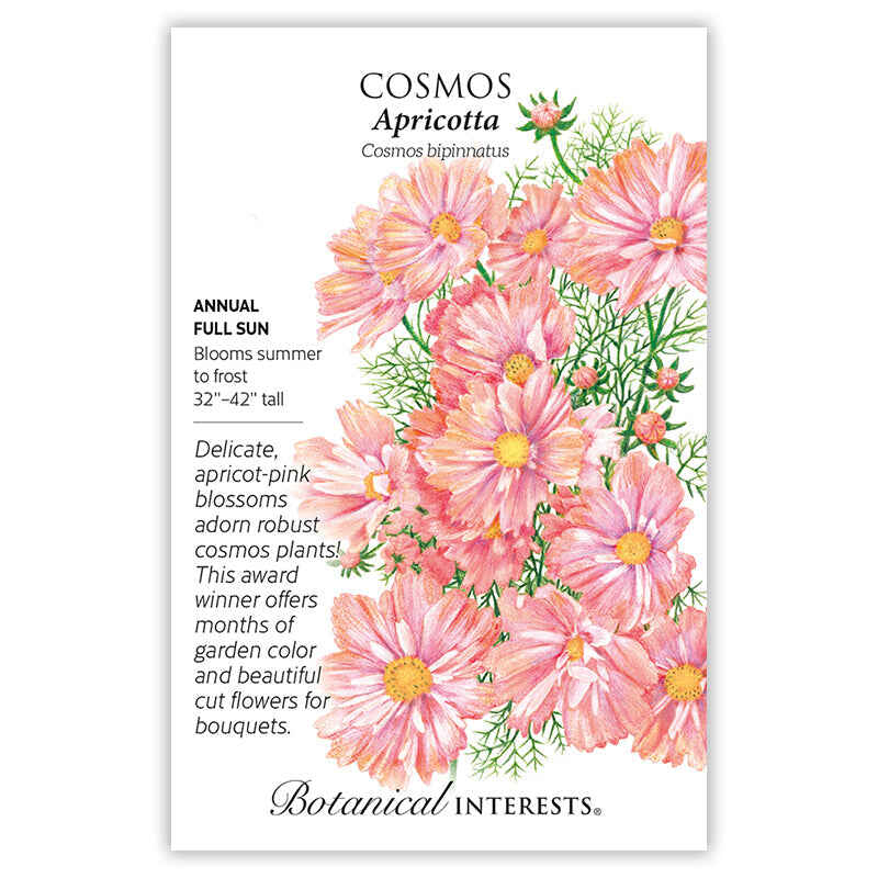 Apricotta Cosmos Seeds - Image 3