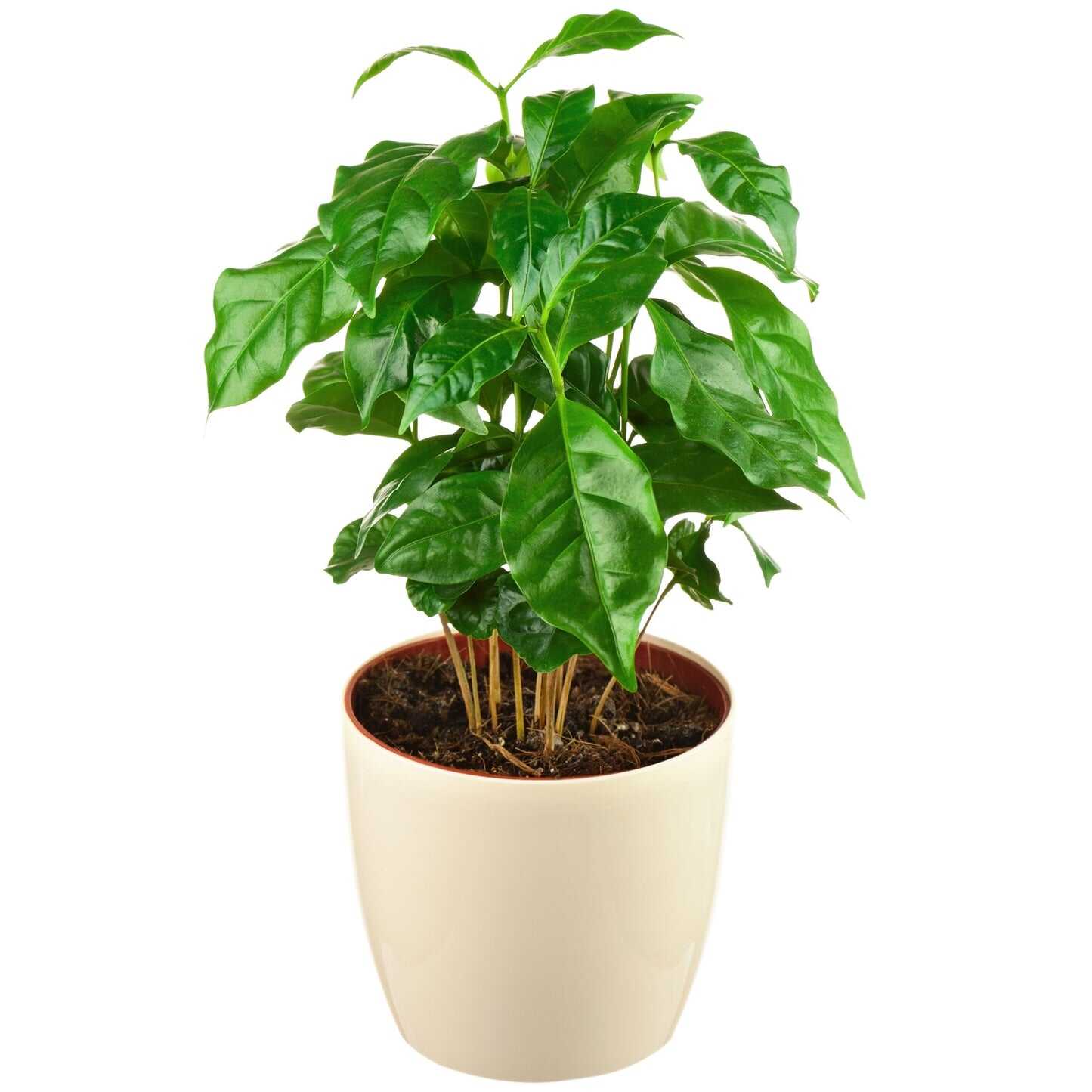 Arabica Coffee Plant - Image 3