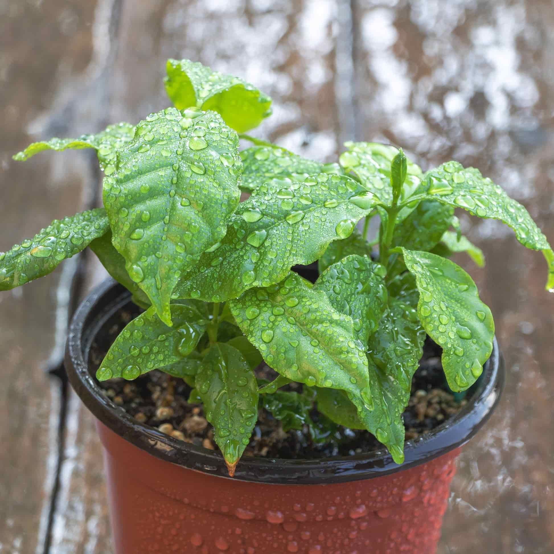 Arabica Coffee Plant - Image 4