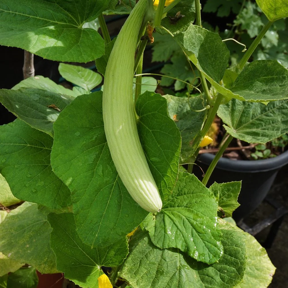 Armenian Cucumber Seeds - Image 4