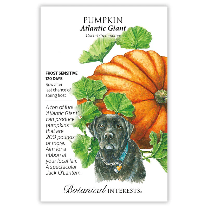 Atlantic Giant Pumpkin Seeds - Image 3