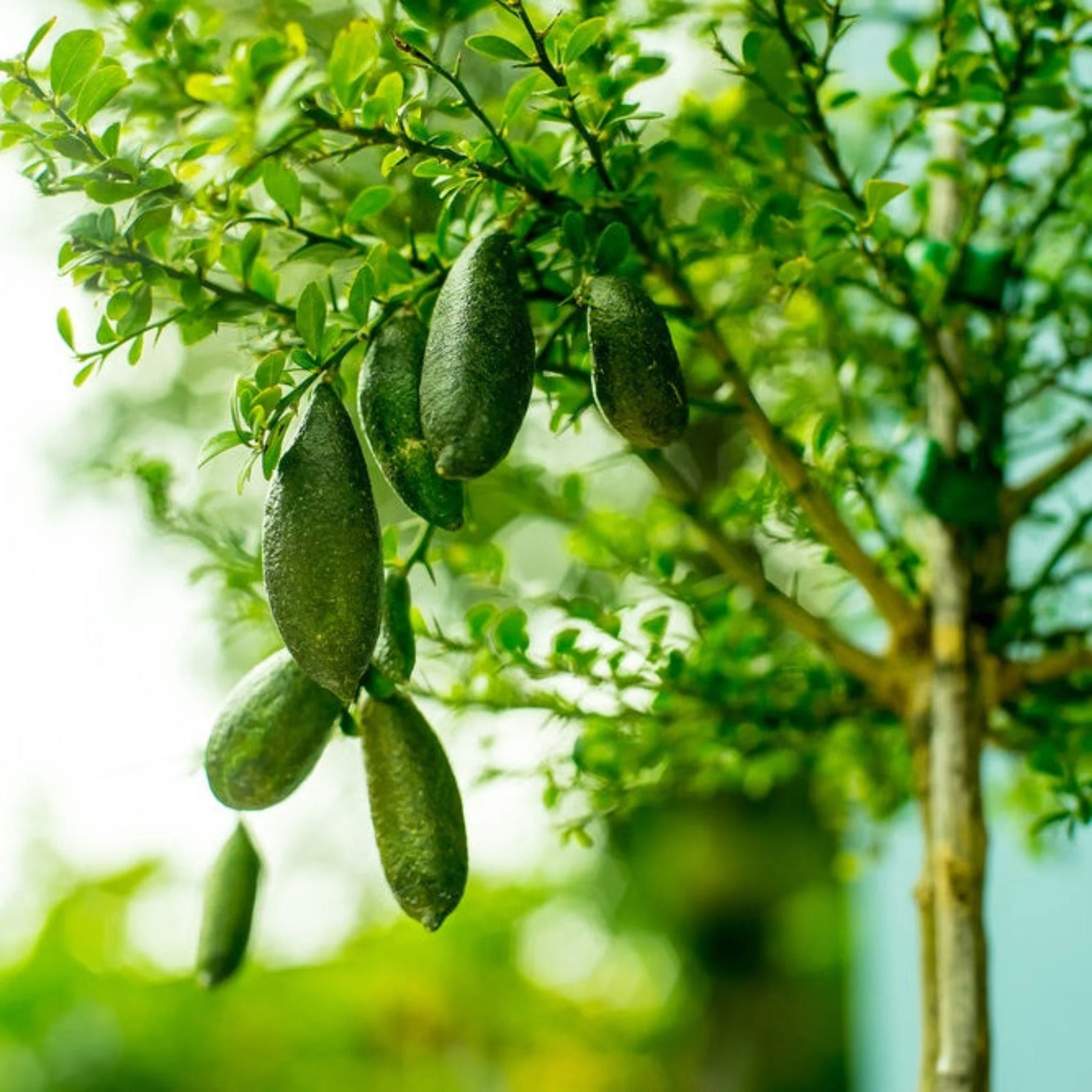 Australian Finger Lime Tree - Image 2