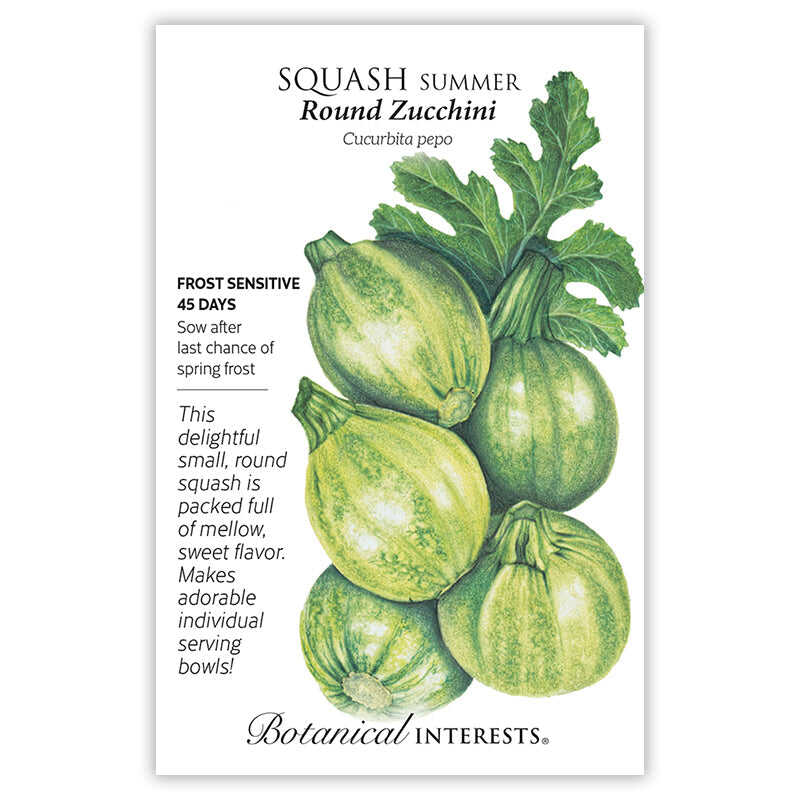 Round Zucchini Summer Squash Seeds - Image 3