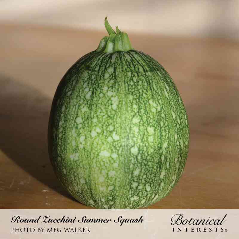 Round Zucchini Summer Squash Seeds - Image 4