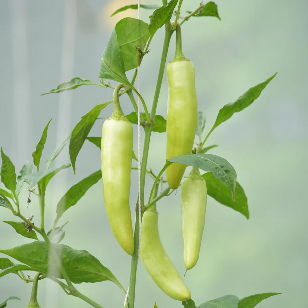Sweet Banana Sweet Pepper Seeds - Image 4