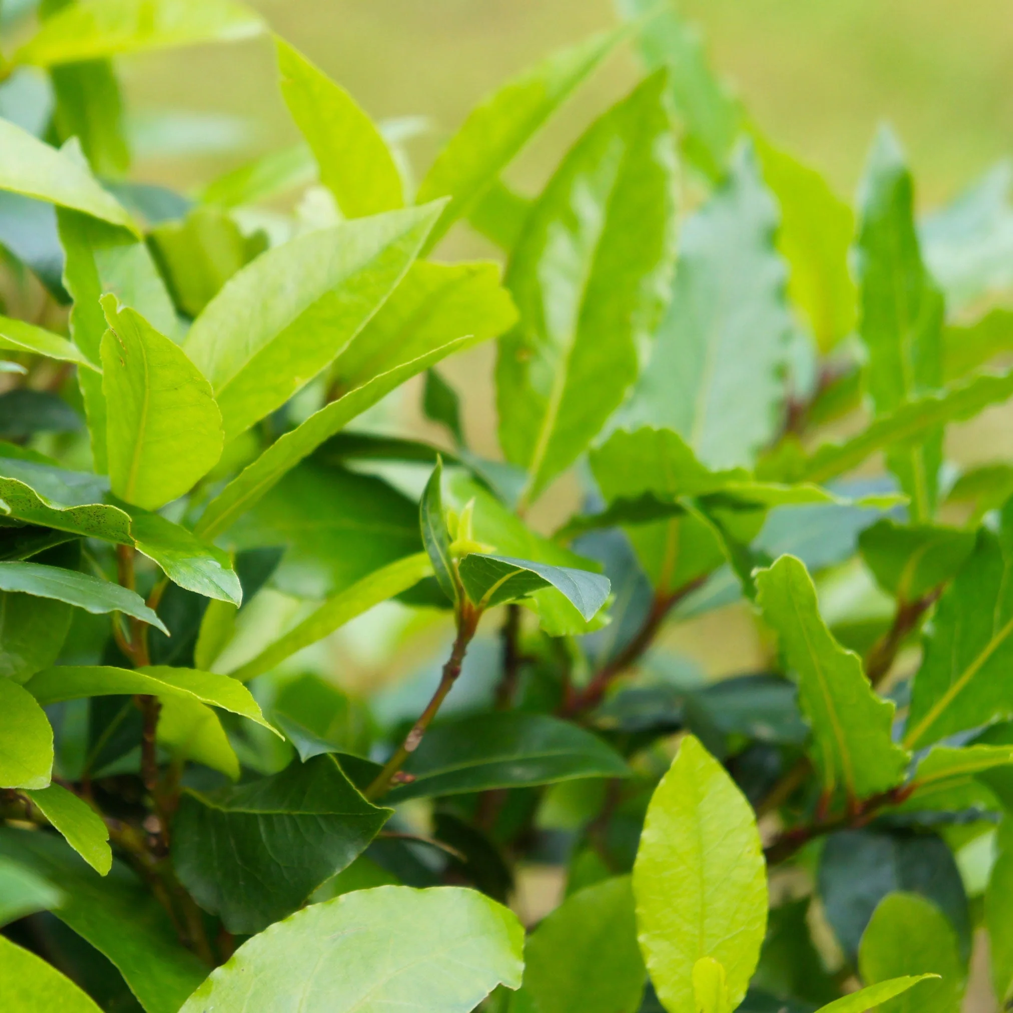 Bay Laurel - Image 2