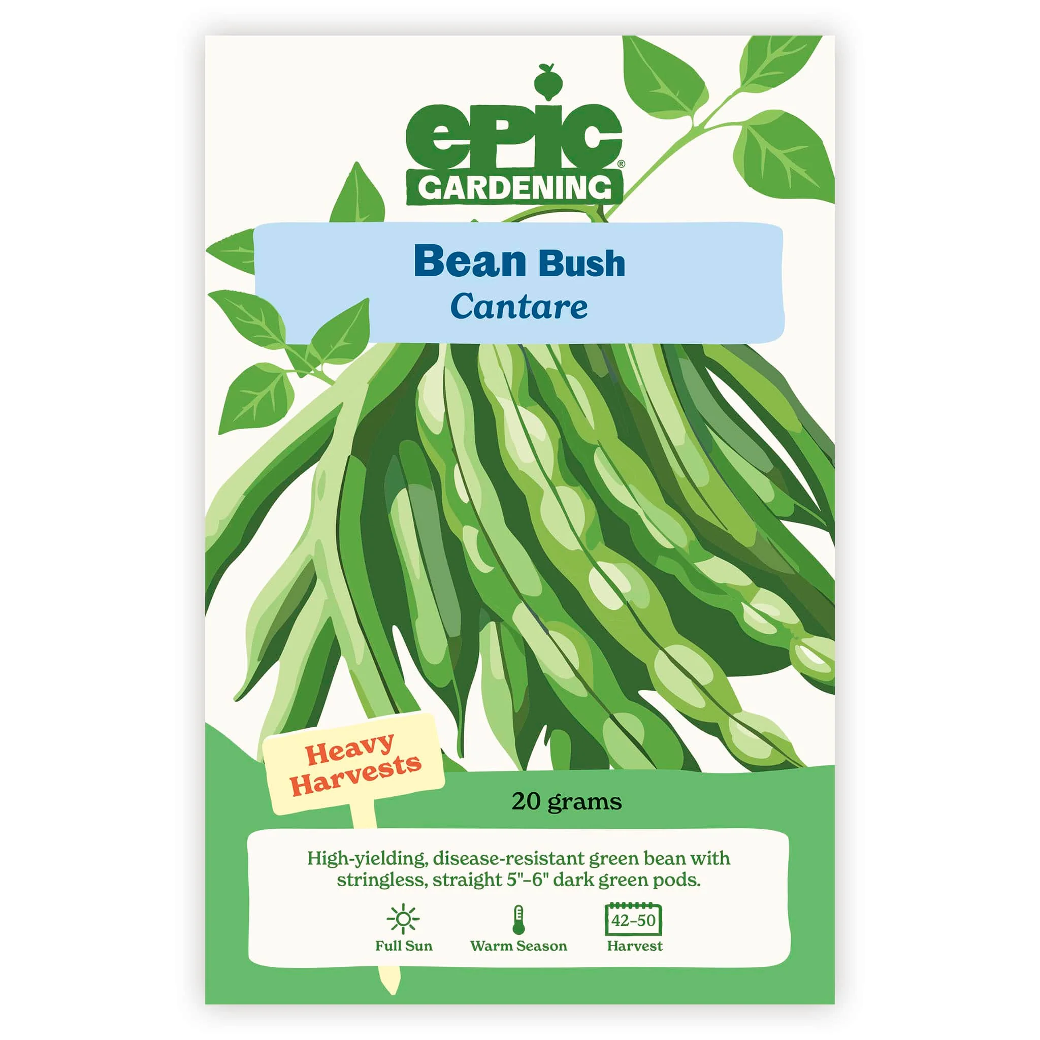 Cantare Bush Bean - Image 2
