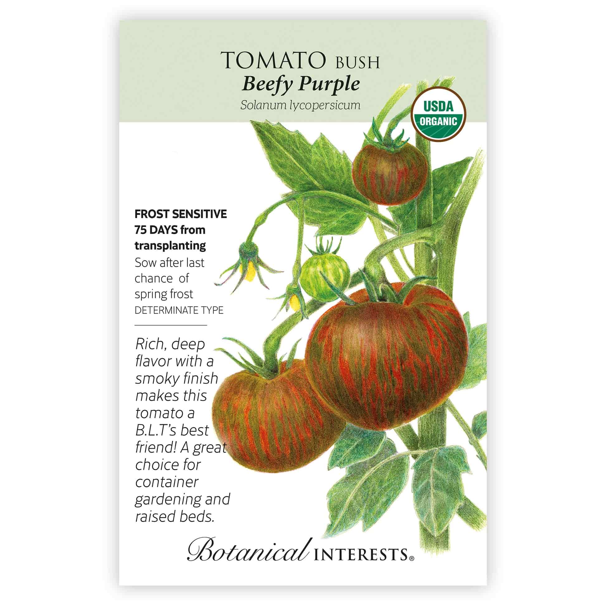 Beefy Purple Bush Tomato Seeds - Image 3