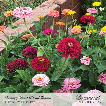 Benary's Giant Blend Zinnia Seeds - Image 4