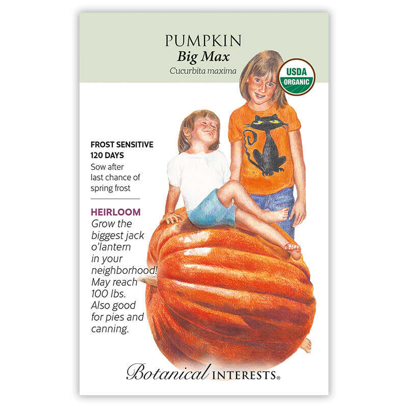 Big Max Pumpkin Seeds - Image 3