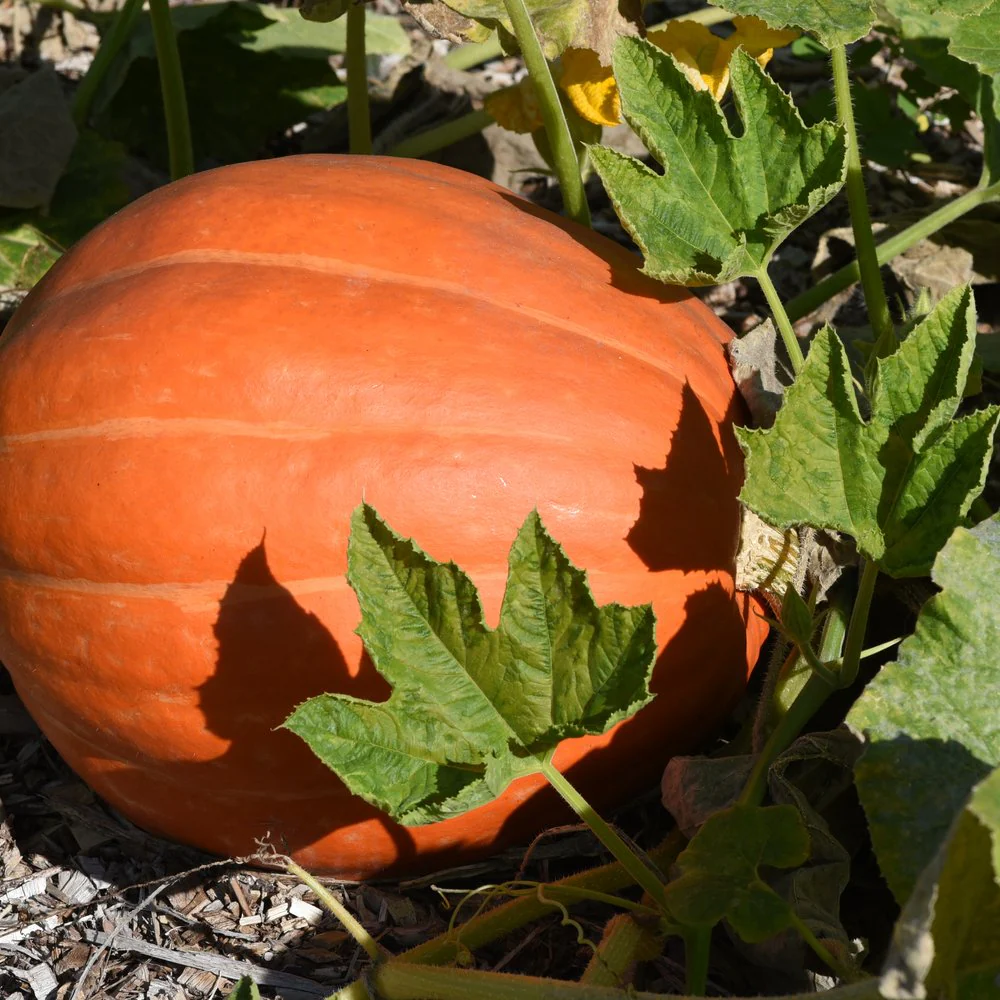 Big Max Pumpkin Seeds - Image 4