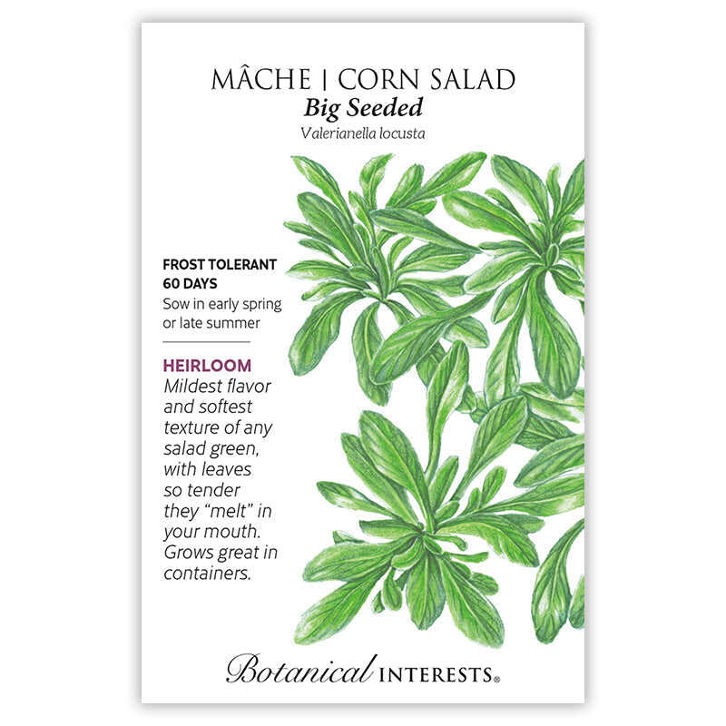 Big Seeded Mache (Corn Salad) Seeds - Image 3