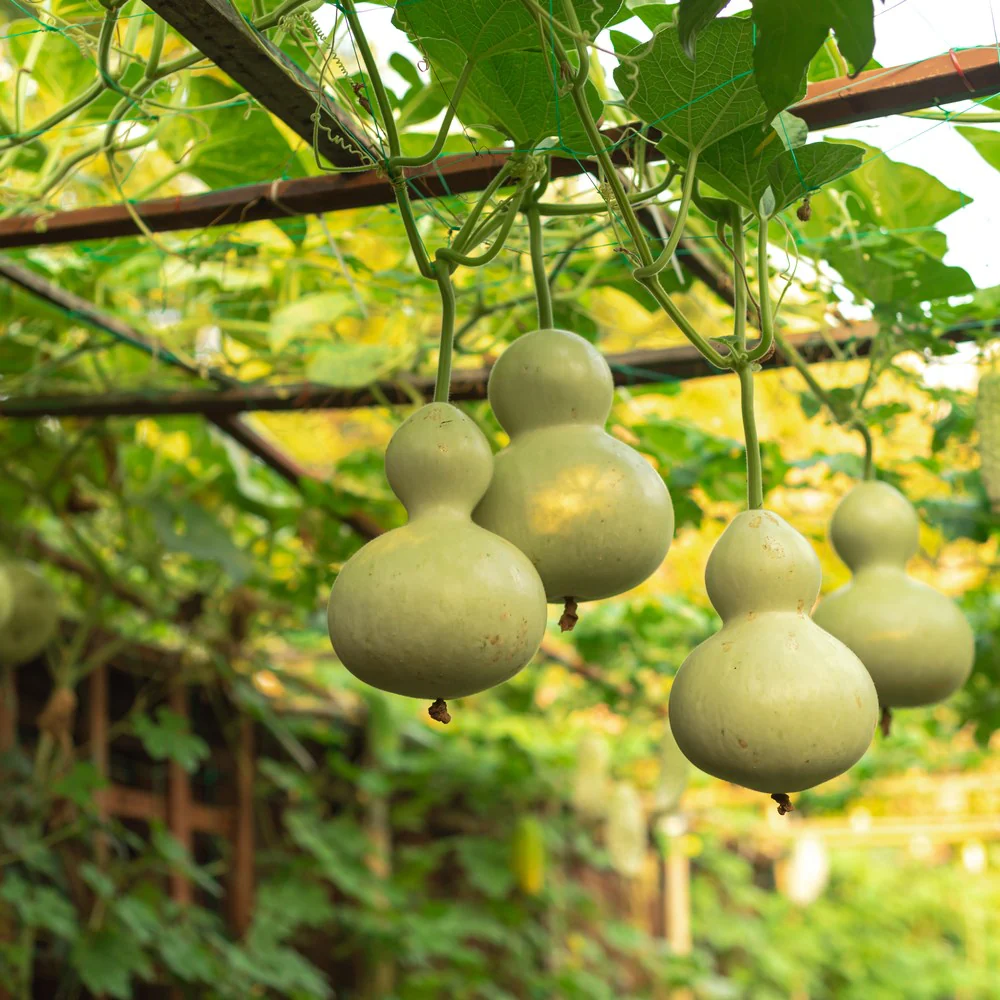 Birdhouse Hard-Shelled Gourd Seeds - Image 4