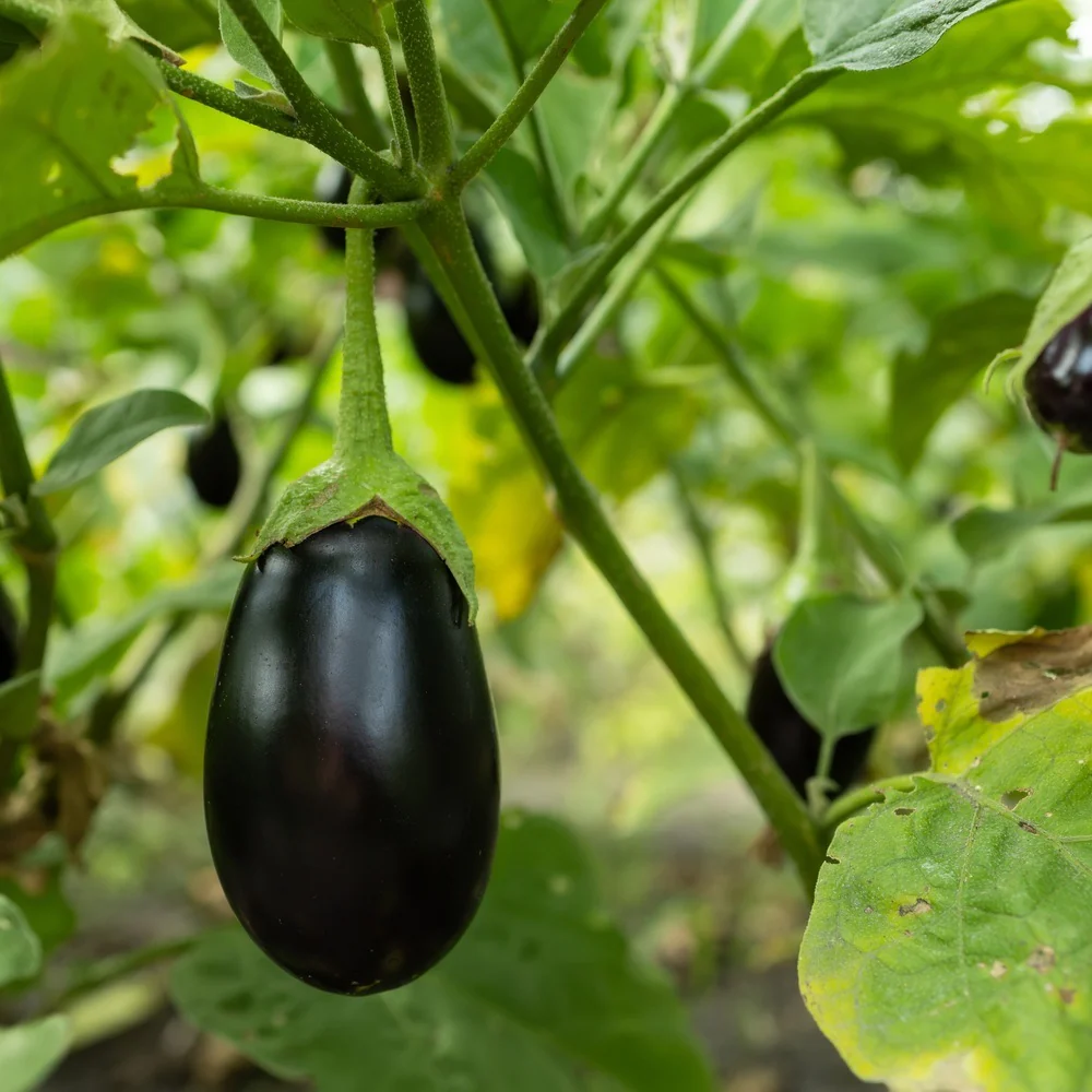 Black Beauty Eggplant Seeds - Image 4