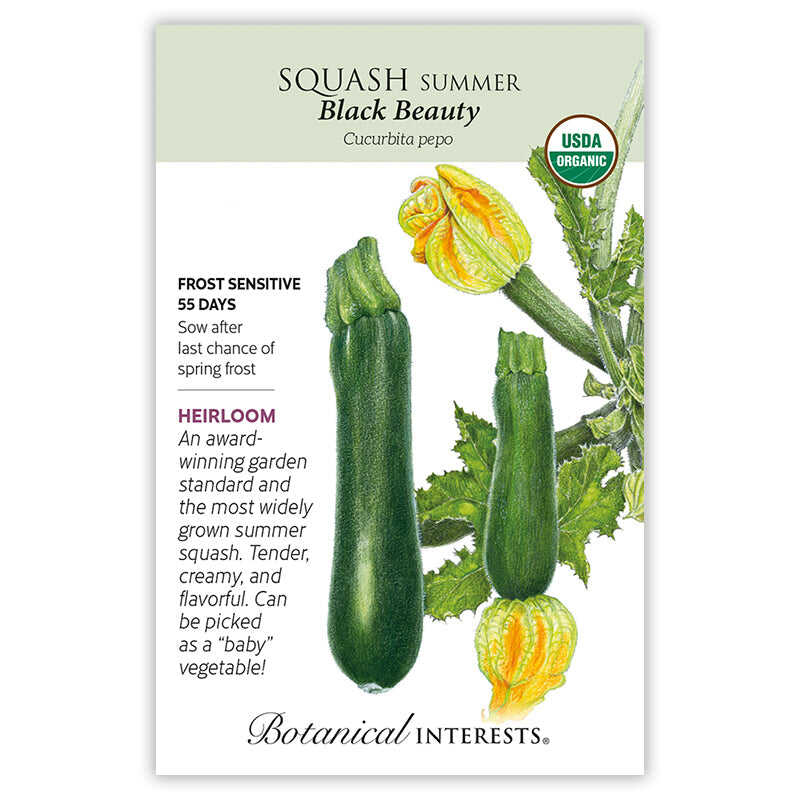 Black Beauty Summer Squash Seeds - Image 3