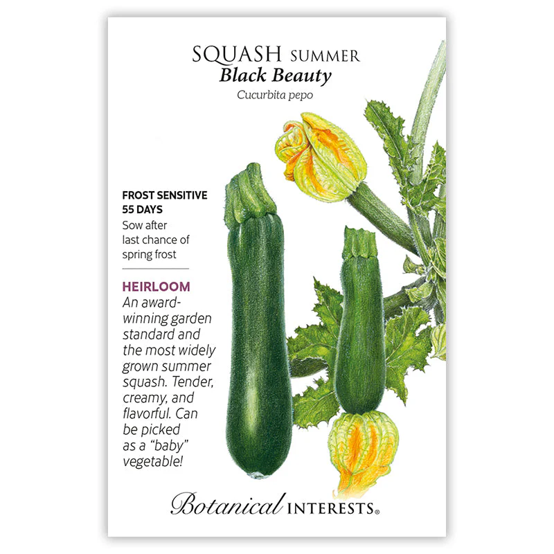 Black Beauty Summer Squash Seeds - Image 4
