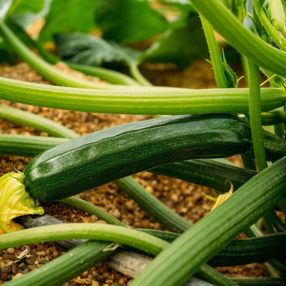 Black Beauty Summer Squash Seeds - Image 5