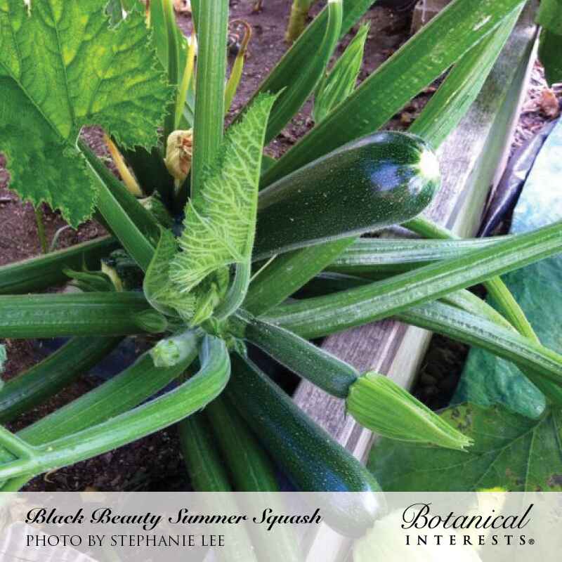 Black Beauty Summer Squash Seeds - Image 6