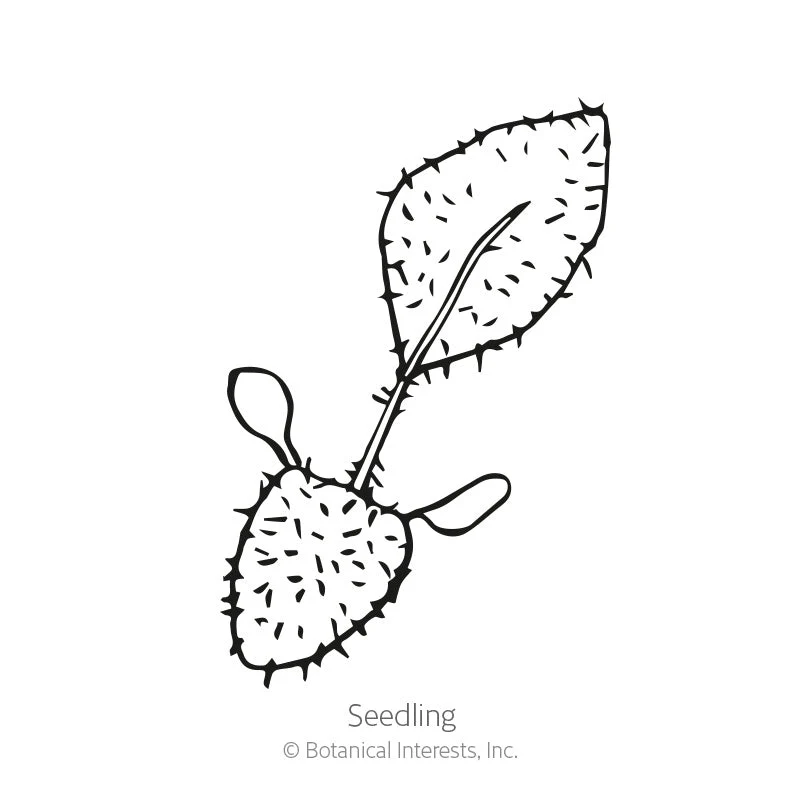 Indian Summer Black-Eyed Susan Seeds - Image 2