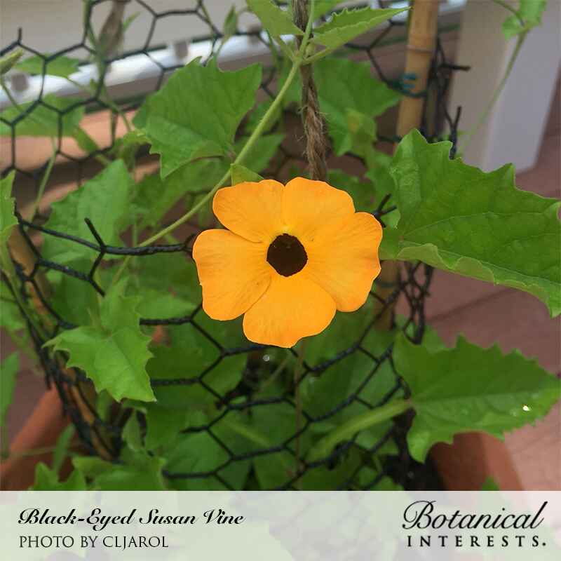 Black-Eyed Susan Vine Seeds - Image 4