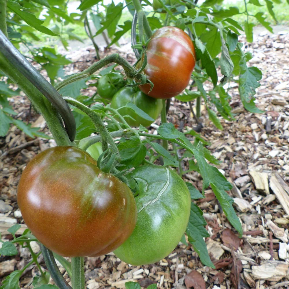 Black Krim Pole Tomato Seeds - Image 4