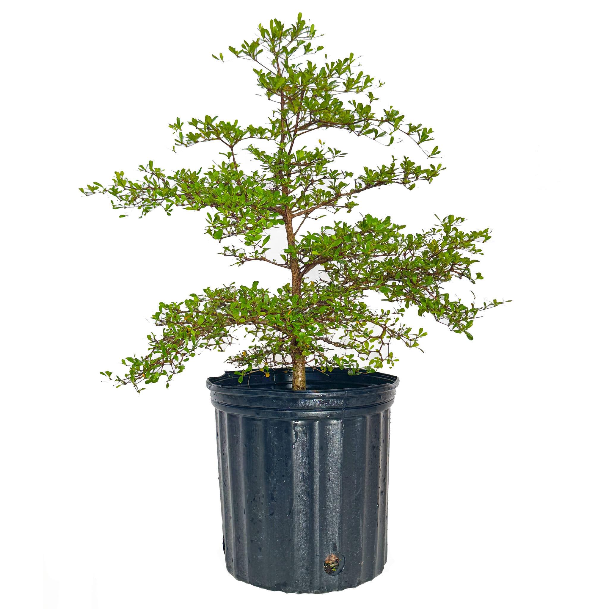 Black Olive Tree - Image 3