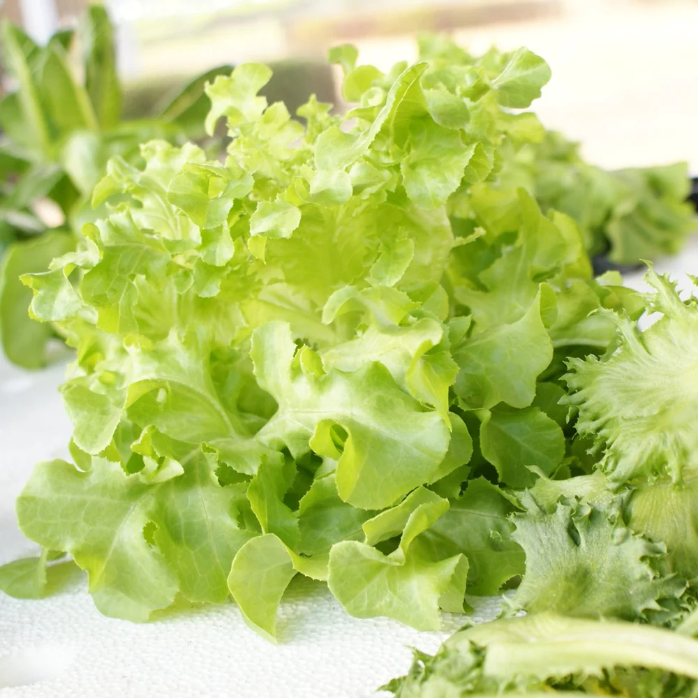 Black Seeded Simpson Leaf Lettuce Seeds - Image 4