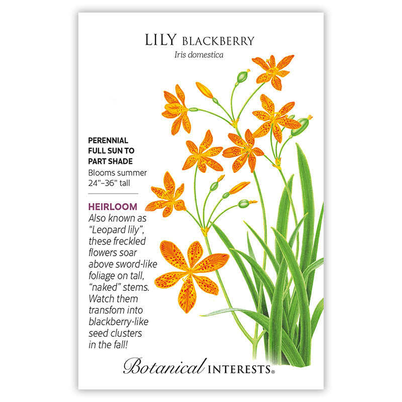 Blackberry Lily Seeds - Image 3