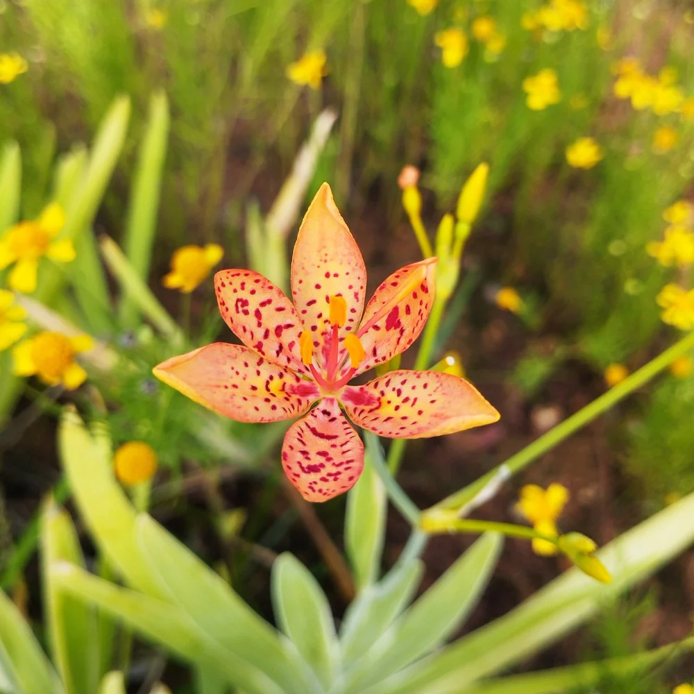 Blackberry Lily Seeds - Image 4