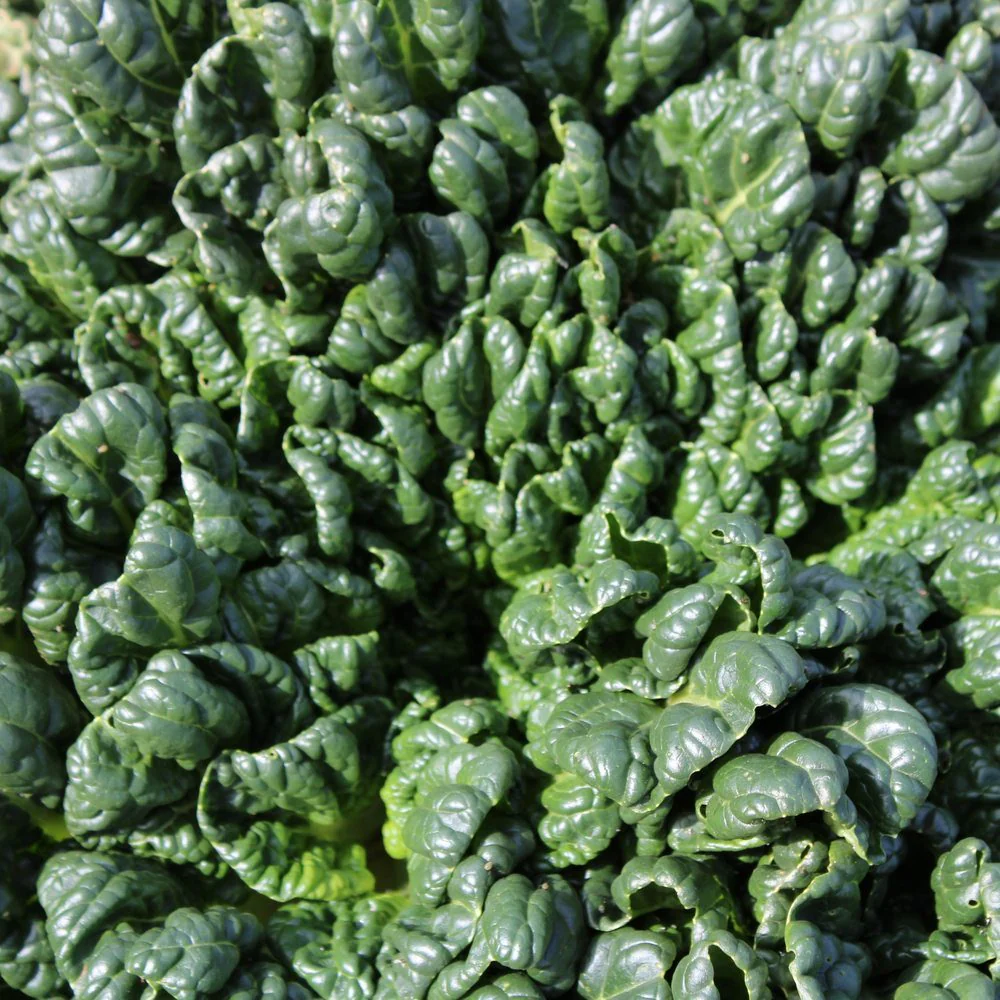 Bloomsdale Spinach Seeds - Image 4