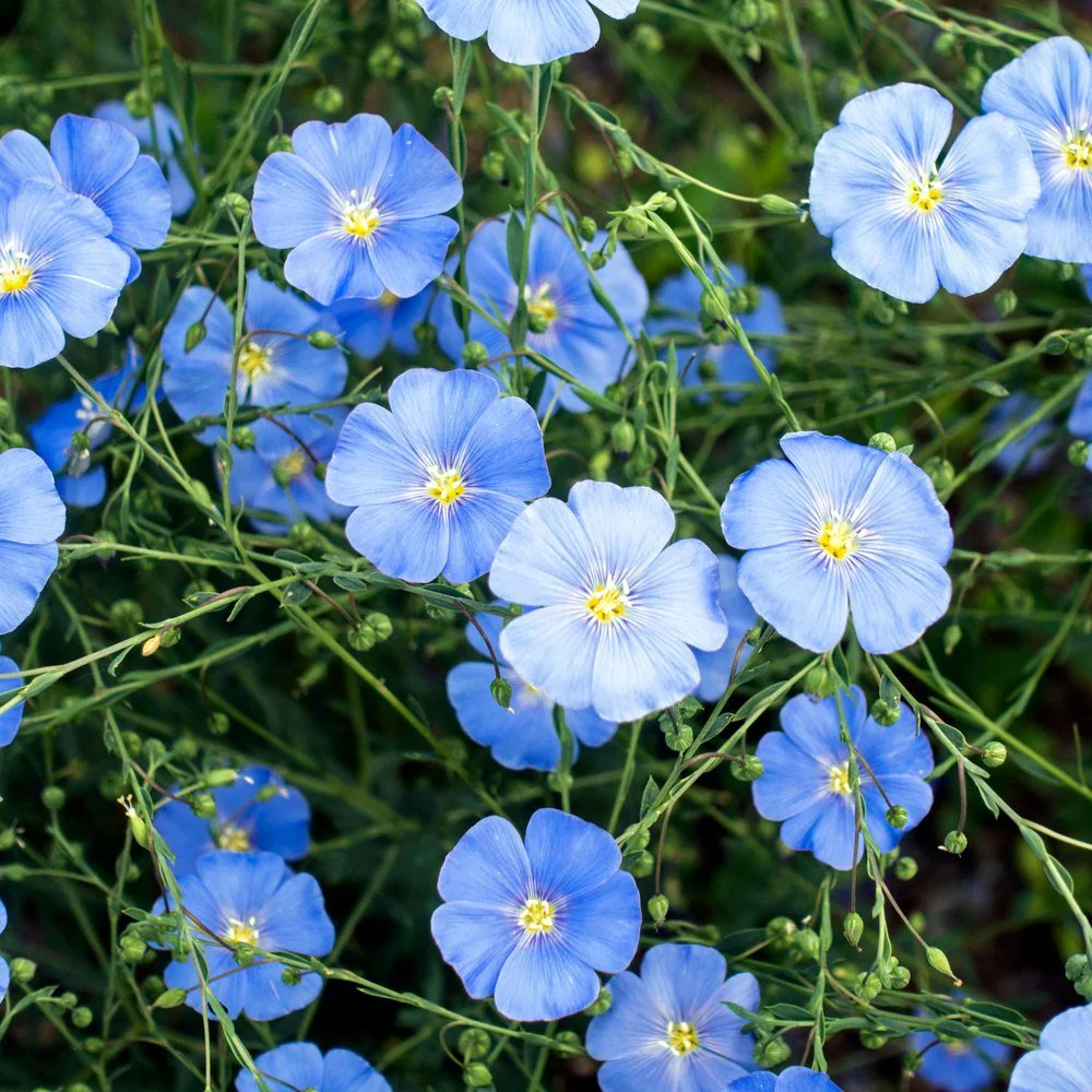 Blue and Breezy Flax Seeds - Image 4