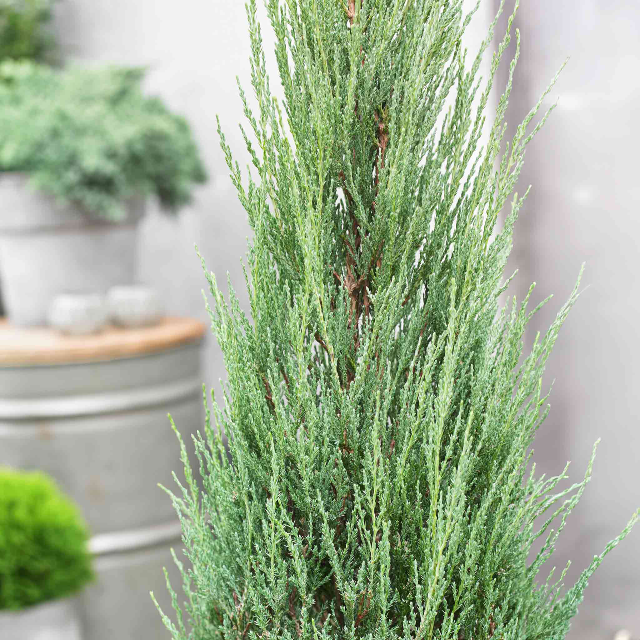 Blue Arrow Juniper Tree - Image 2