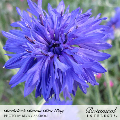 Blue Boy Bachelor's Button Seeds - Image 5